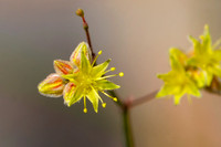 Spring Flower, Kingman Wash Nevada