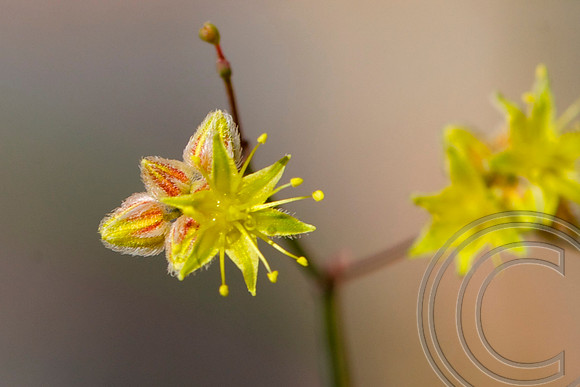 Spring Flower, Kingman Wash Nevada