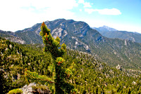 Bristlecone Trail