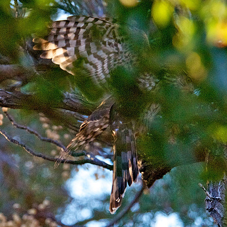 _DSC0205