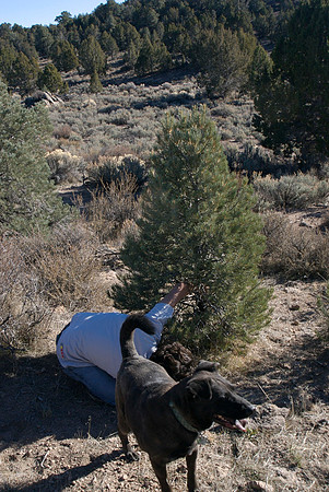 Chrismas Tree Hunt 2006