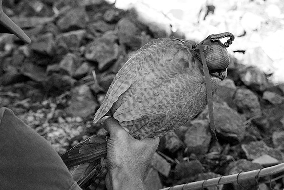 DSC_3401