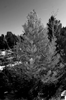 _DSC8453