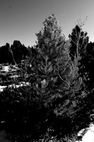 _DSC8452