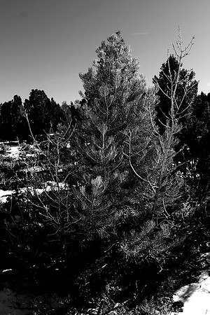 _DSC8452
