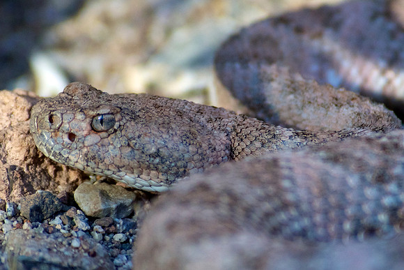Western Diamondback Rattlesnake, Lake Mojove