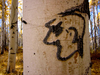 Basque Tree Carving, Monitor Range Nevada