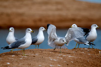 Gull, Lake Mead