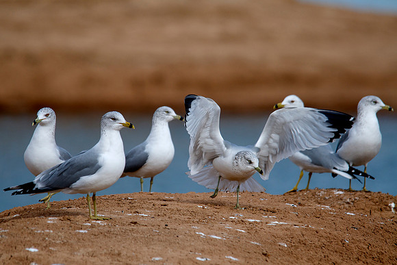 Gull, Lake Mead