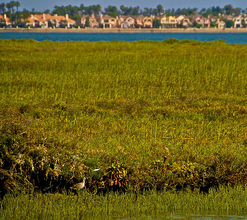 San Diego Bay Wetlands California