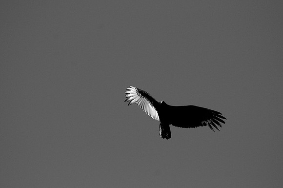 _DSC5263