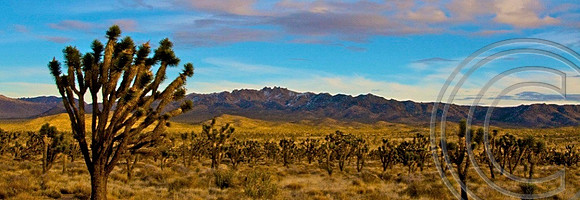 Mojave Preserve, California
