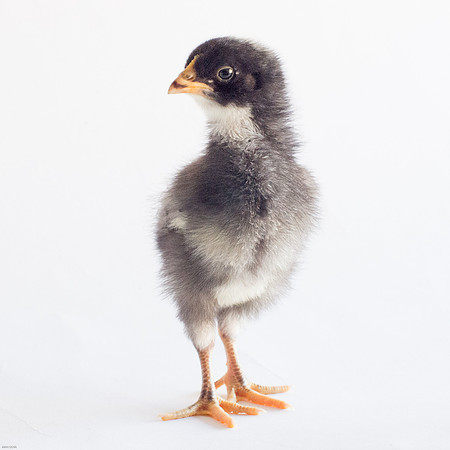 My Pet Chickens-1-3