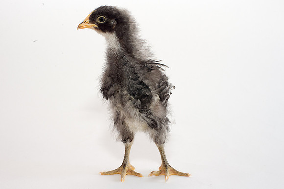 My Pet Chicken-35