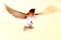 Cliff Swallow, Las Vegas Wash