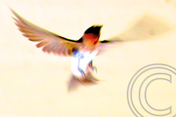 Cliff Swallow, Las Vegas Wash