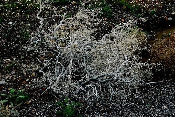 DSC_0296