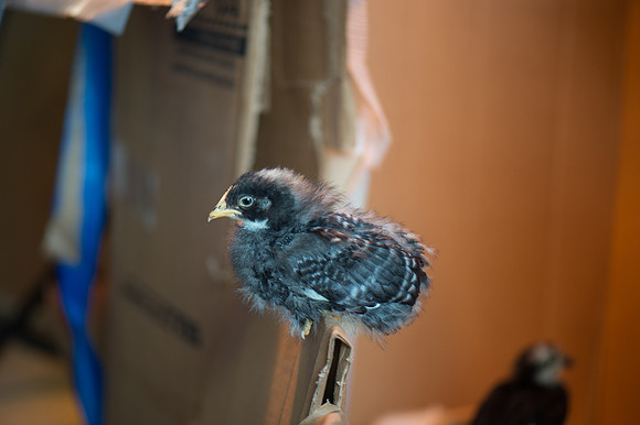 My Pet Chicken-39