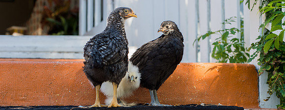 My Pet Chicken-41