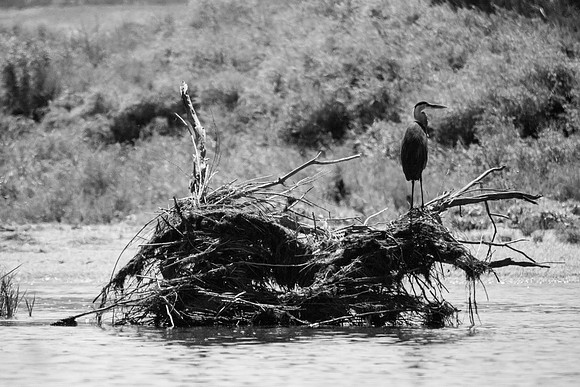 Green River Adventure August 2016-4250