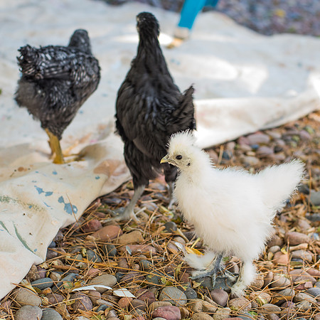 My Pet Chicken-40