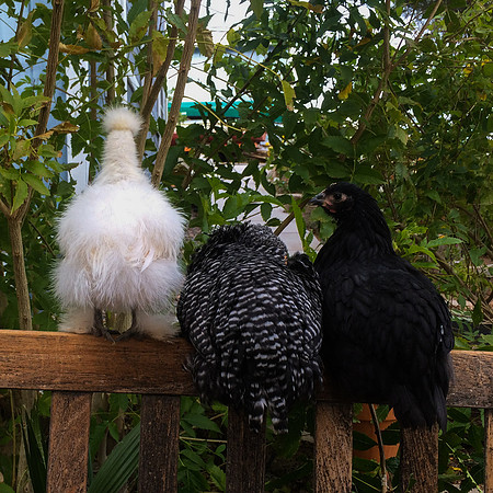 My Pet Chicken-63