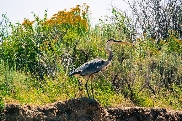 Green River Adventure August 2016-4278