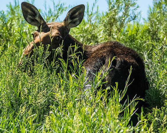 Green River Adventure August 2016-4142