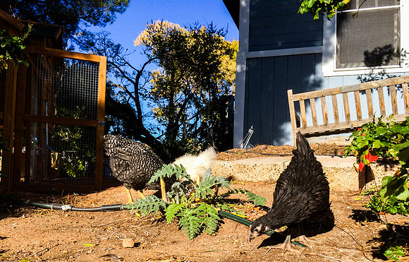 My Pet Chicken-51