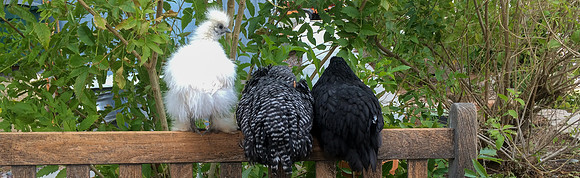 My Pet Chicken-64