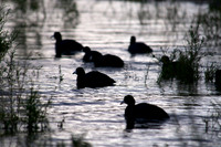 Coot, Lake Mead