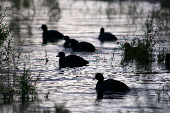 Coot, Lake Mead
