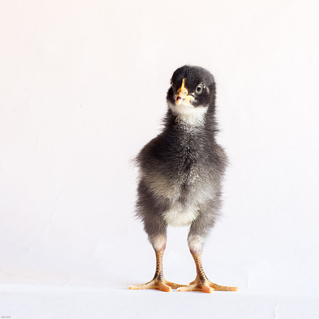 My Pet Chickens-1-4
