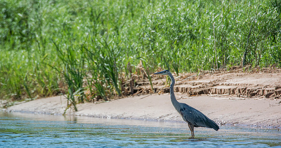 Green River Adventure August 2016-3643