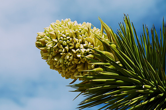 Flowering Joshua Tree