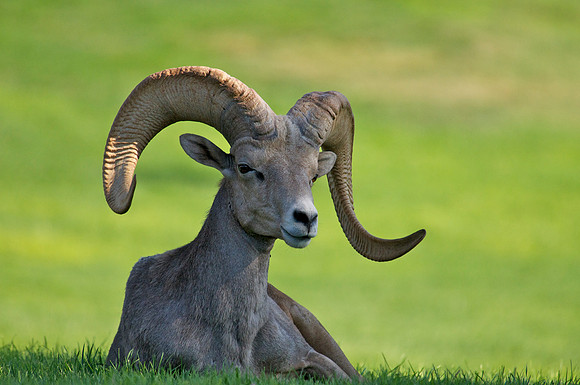 Big Horn Sheep