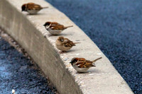 Finch, Hoover Dam