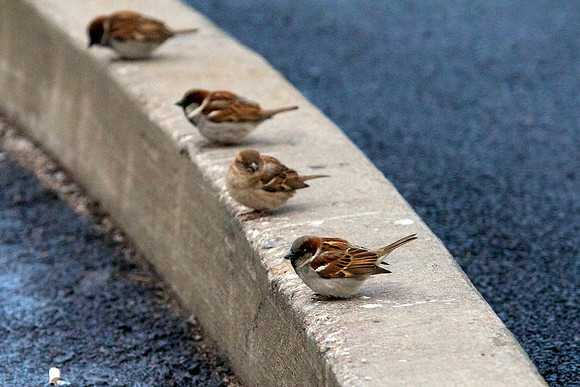 Finch, Hoover Dam
