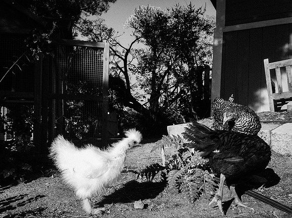 My Pet Chicken-52
