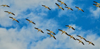 American White Pelicans, Lake Mead Nevada