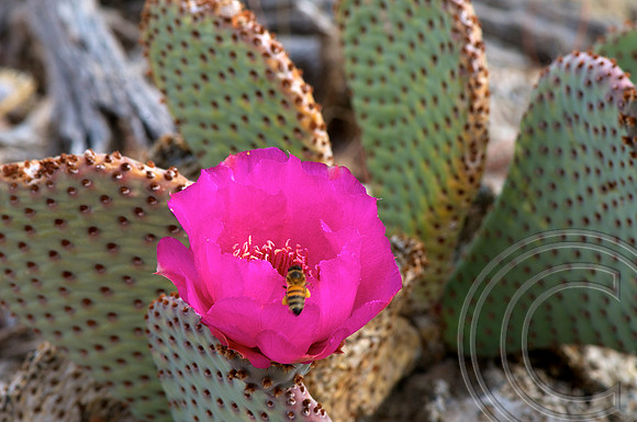Beavertail Cactus, Lake Shore, Lake Mead Nevada