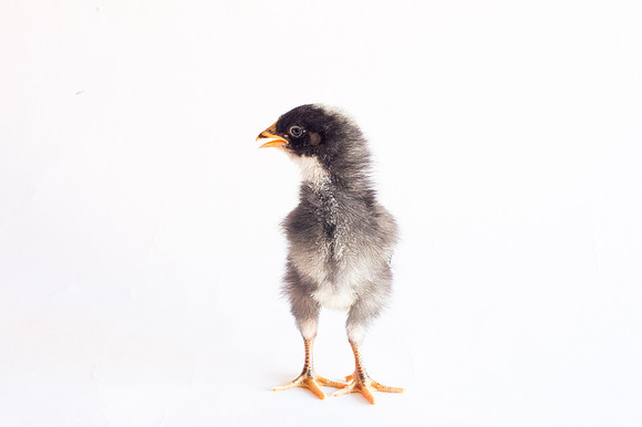 My Pet Chicken-18