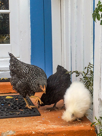 My Pet Chicken-67