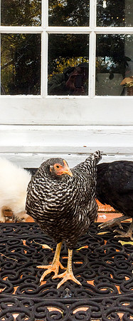 My Pet Chicken-69