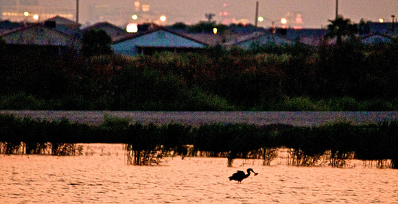 Las Vegas Wash Wetlands, Nevada