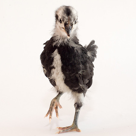 My Pet Chicken-37