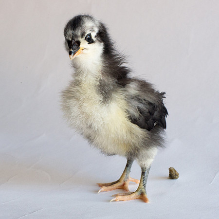 My Pet Chicken-24