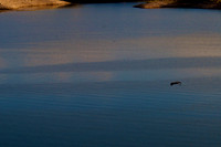 Great Heron Las Vegas Wash, Lake Mead, Nevada