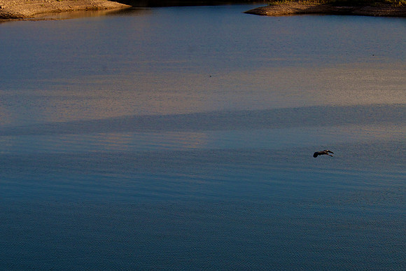 Great Heron Las Vegas Wash, Lake Mead, Nevada