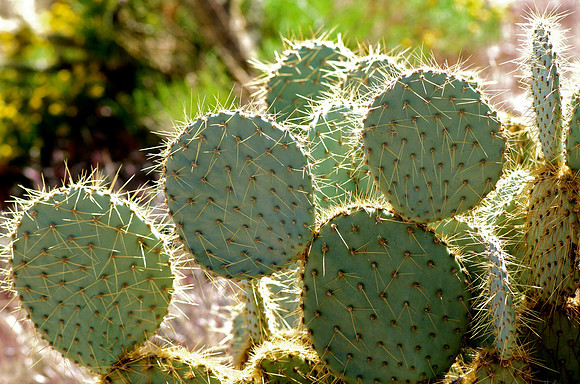 Mid Hills Trail, Mojave Preserve